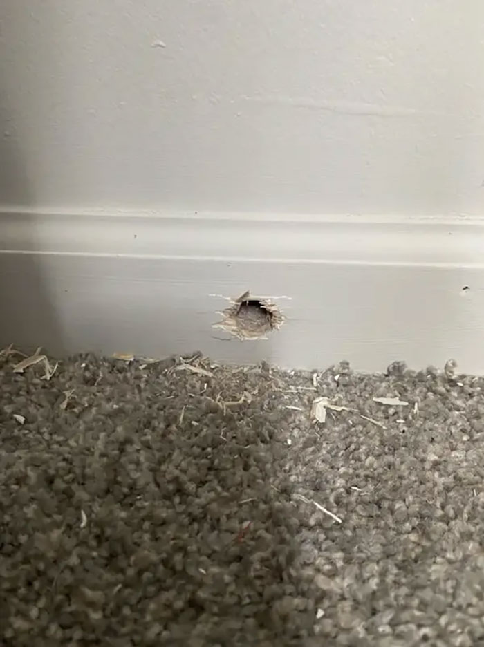 Esta mañana me desperté y había un agujero de taladro desde fuera de mi edificio hacia mi dormitorio