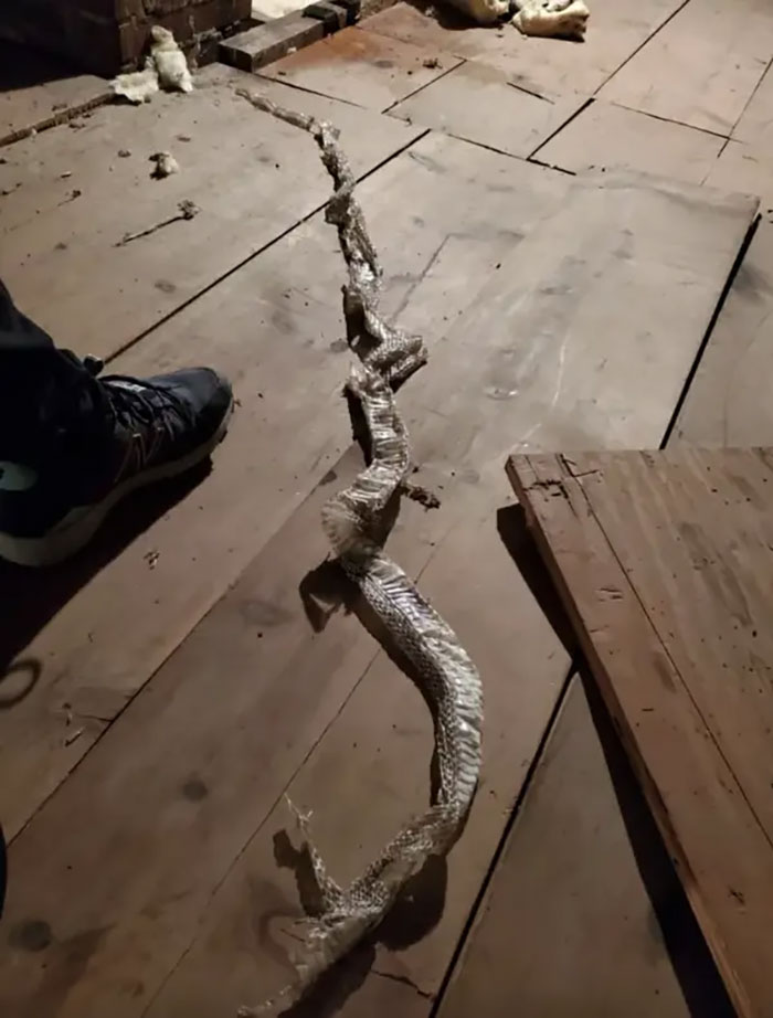 Cuando subes a tu ático por primera vez y encuentras una piel fresca de serpiente