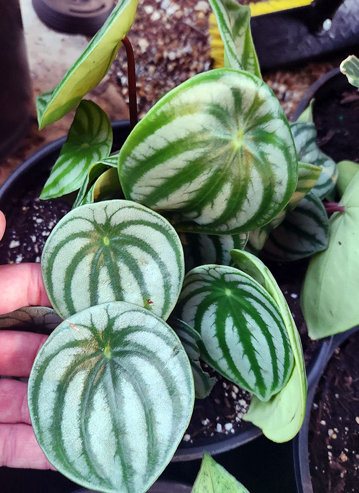 Esta planta tiene hojas que parecen sandías