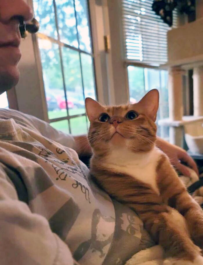 Cómo mira mi gato a mi novio 
