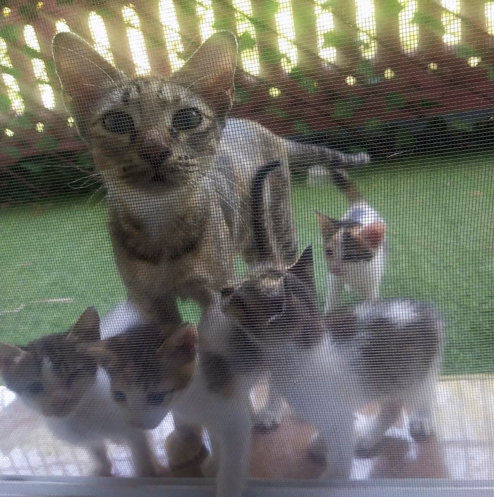 Una familia vino a maullar a mi puerta así que los adopté 
