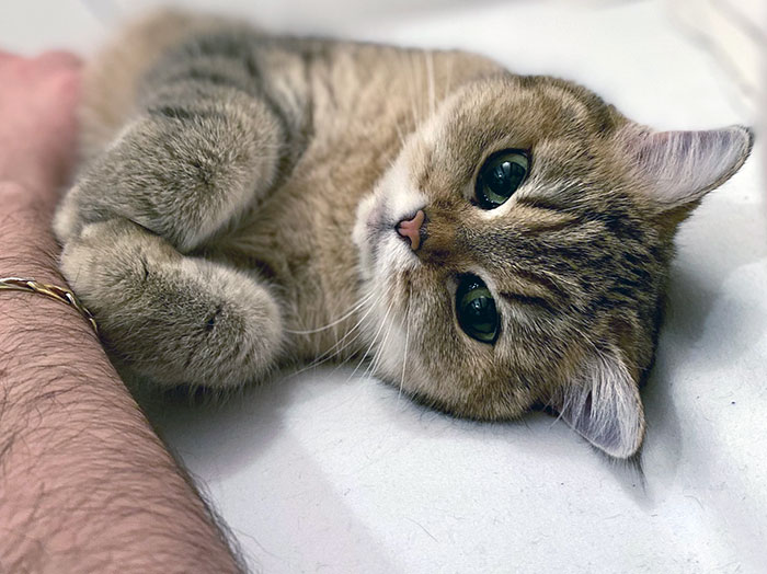 Ya es una anciana, pero cuando me mira así siento que vuelve a ser mi gatita pequeña 
