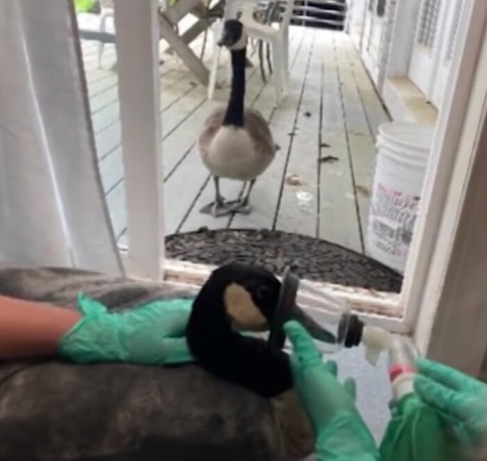 Este ganso llamó a la puerta del centro veterinario donde estaban operando a su pareja, exigiendo verla