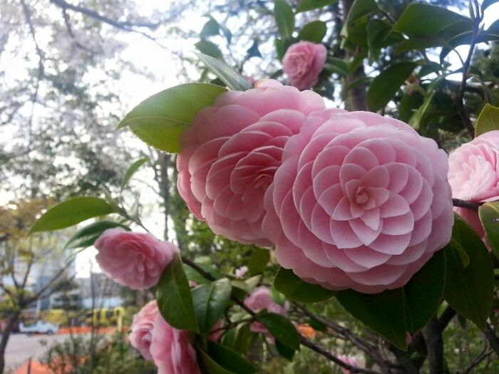 La simetría de esta flor