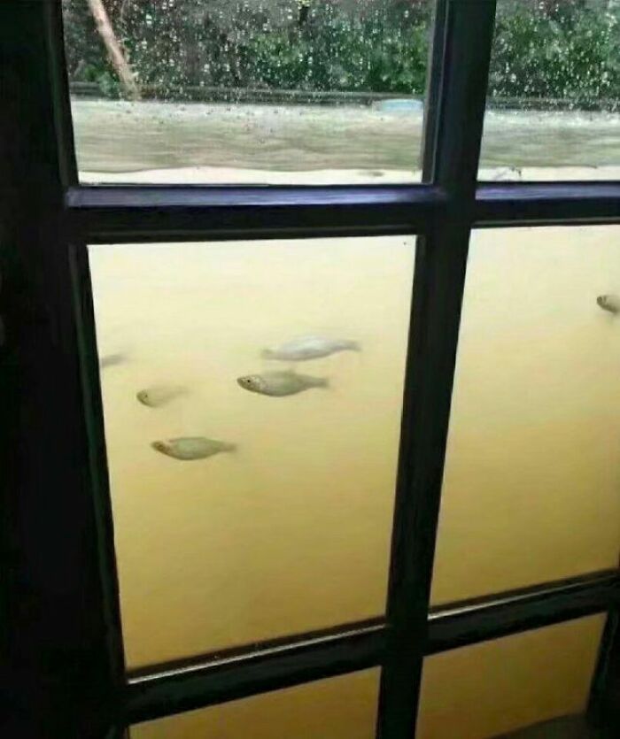 Una inundación es una buena oportunidad para convertir tu casa en acuario