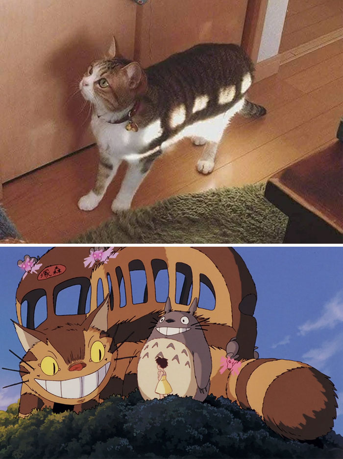 30 Funny Memes To Send To Your Studio Ghibli-Obsessed Friends