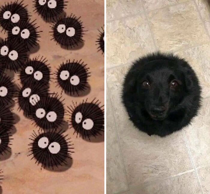 30 Funny Memes To Send To Your Studio Ghibli-Obsessed Friends