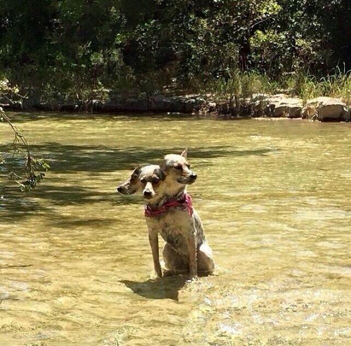 Mi perro se movió mientras hacía una foto panorámica y ahora es Cerbero