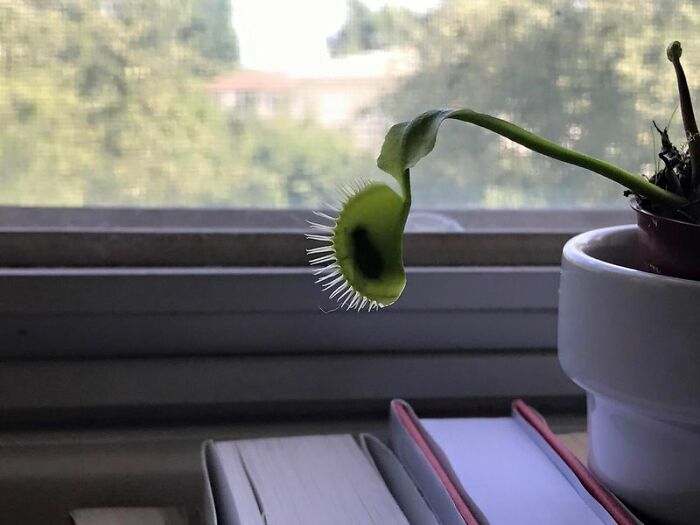 Mi planta carnivora ha pillado una mosca