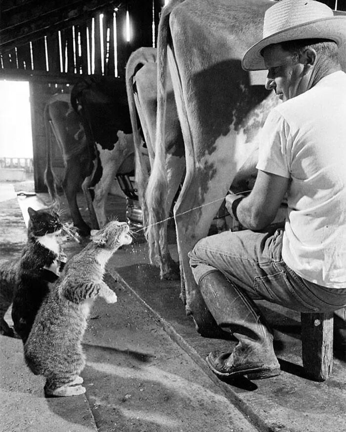 1954. Gatos bebiendo leche durante el ordeñado de la vaca. Foto de Nat Farbman