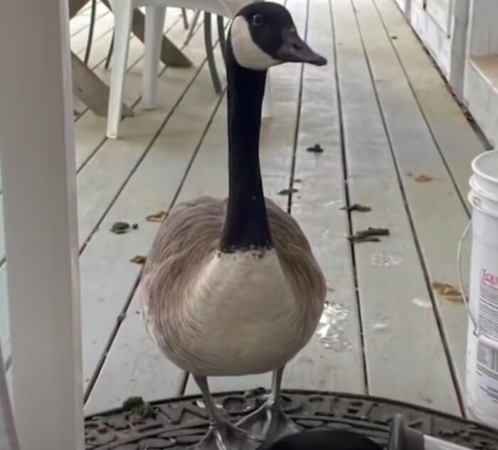Este ganso llamó a la puerta del centro veterinario donde estaban operando a su pareja, exigiendo verla