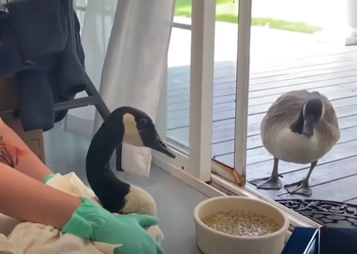 Este ganso llamó a la puerta del centro veterinario donde estaban operando a su pareja, exigiendo verla