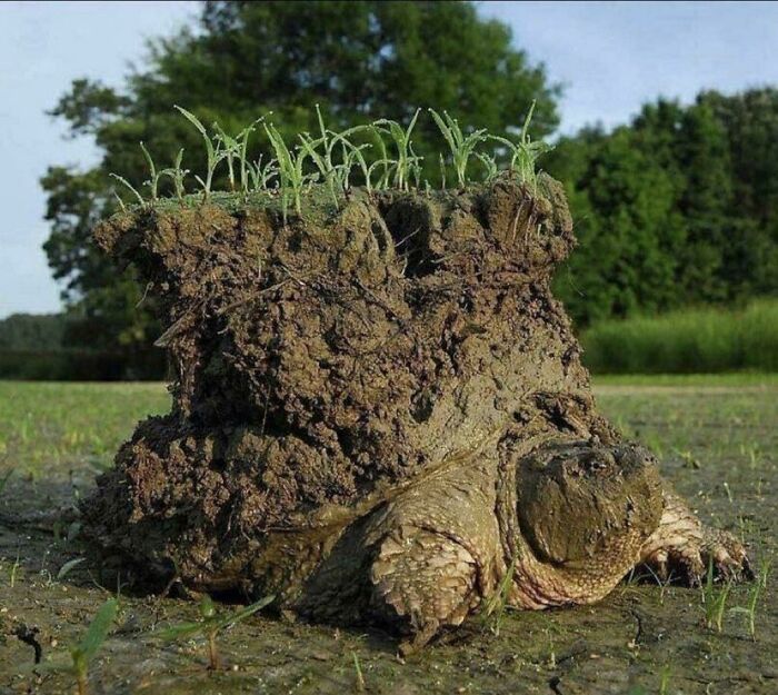 Tortuga mordedora despertando de la hibernación, con un minimundo a sus espaldas