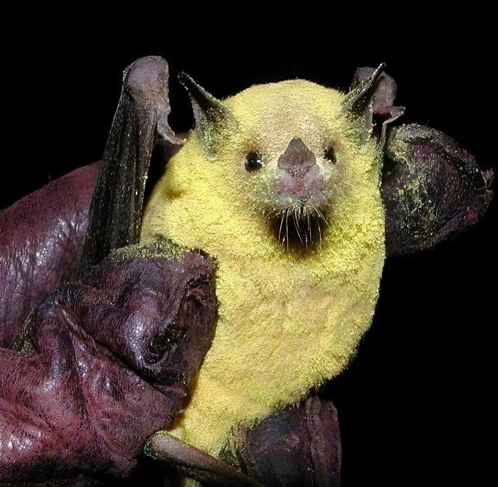 Murciélago polinizador totalmente cubierto de polen
