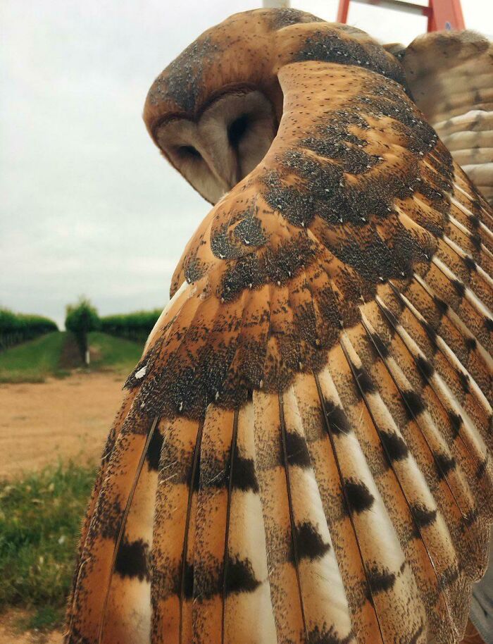 Lechuza presumiendo de plumas