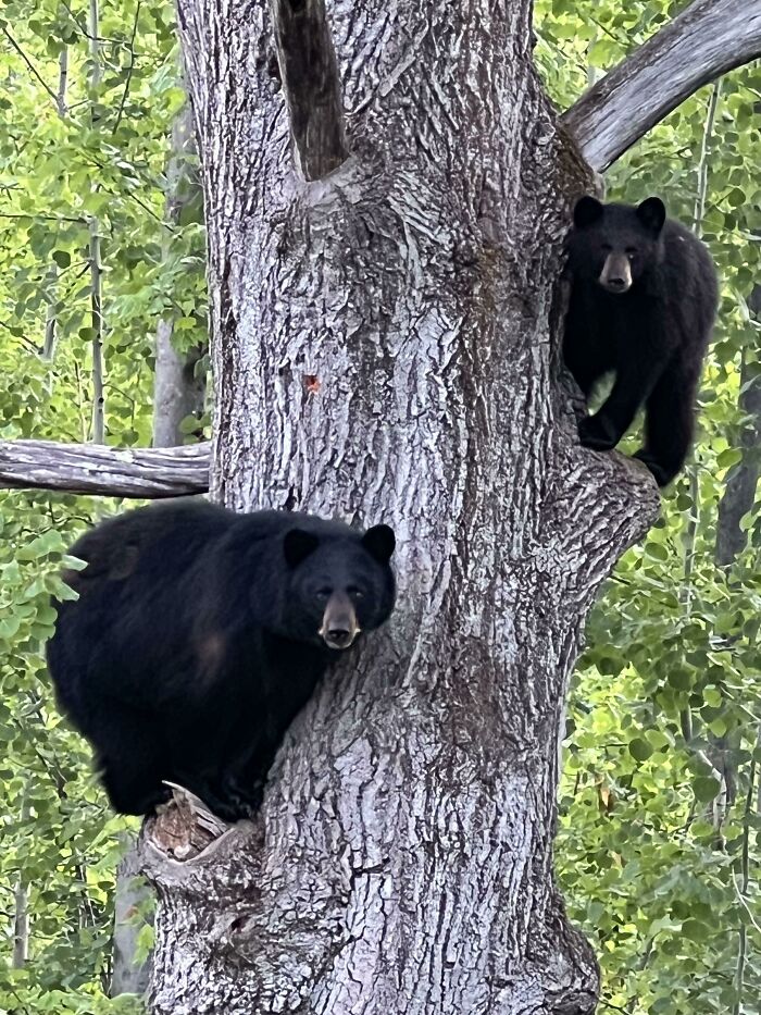 Dos osos negros en un árbol, ejemplo divertido y absurdo de animales en la naturaleza para alegrar el día.