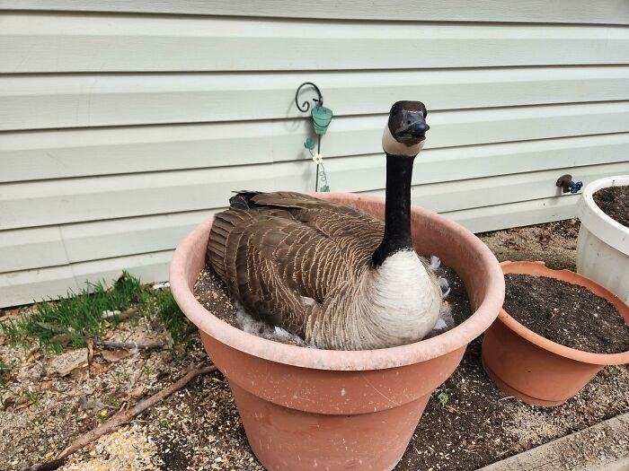 Ganso sentado dentro de una maceta grande con tierra, imagen divertida y absurda de animales al aire libre.