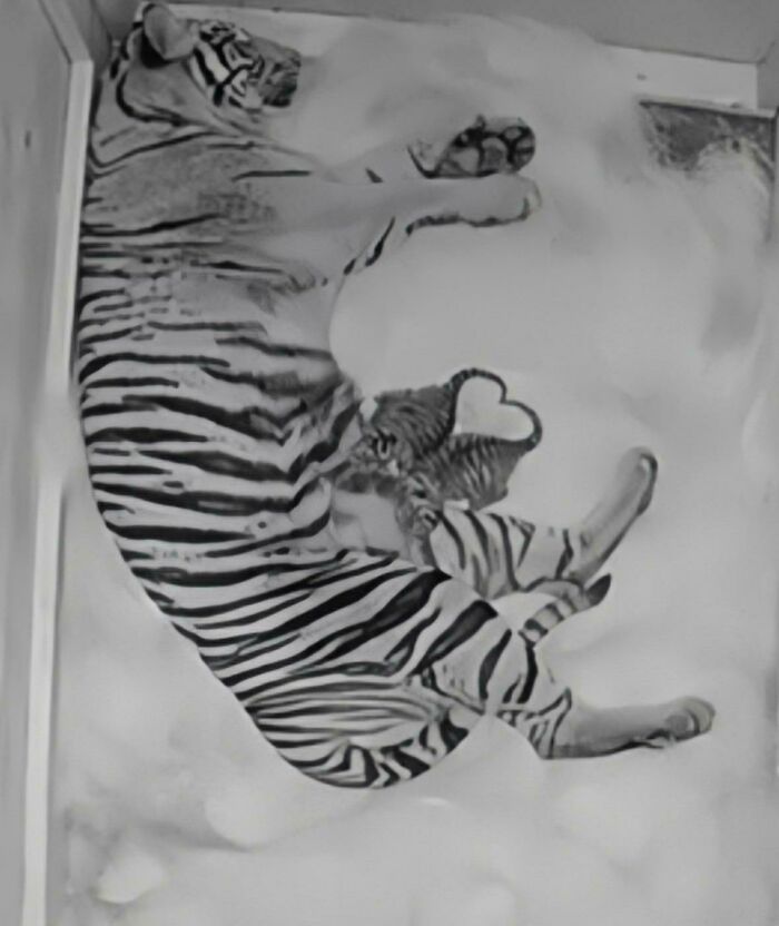 Tigre adulto descansando con cachorro en ambiente cerrado, escena tierna de animales adorables para alegrarte el día.
