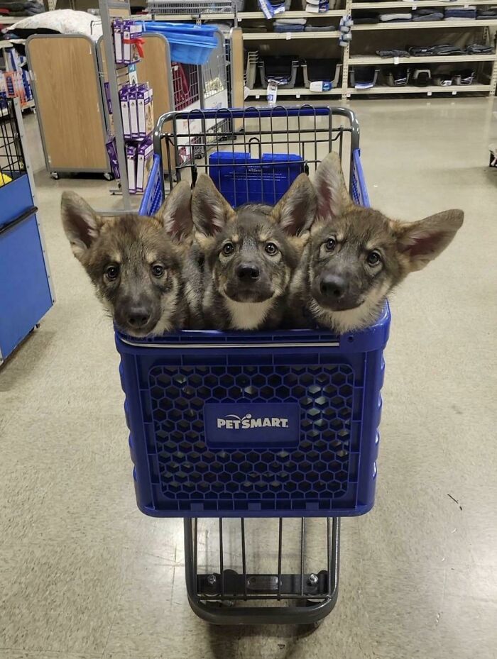 Tres perretes adorables sentados juntos dentro de carrito de tienda en ambiente interior, mirada tierna y curiosa.