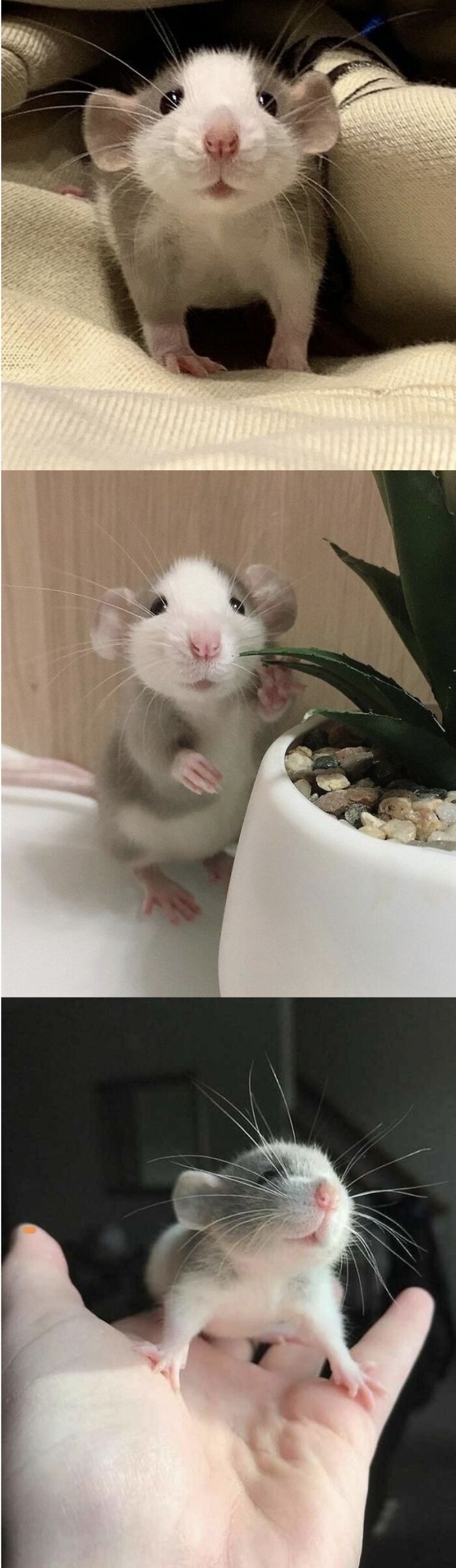 Ratoncito