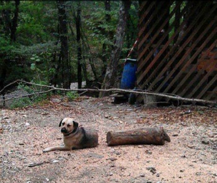 Perro tronco