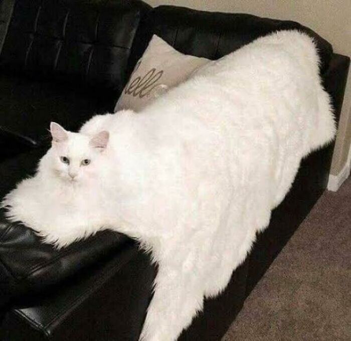 Gato manta