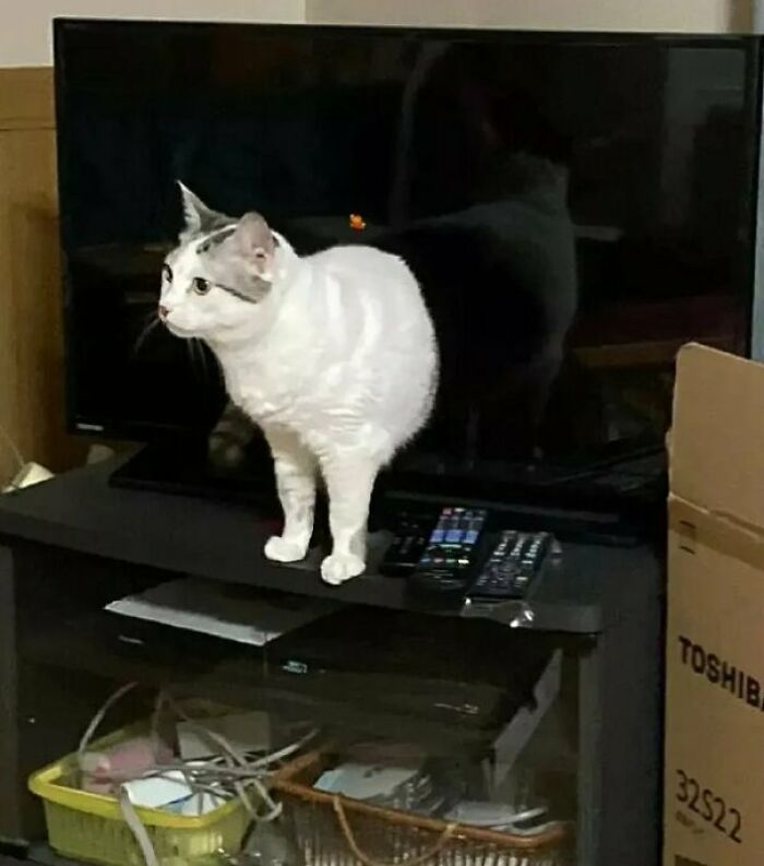 Gato emergiendo de la tele
