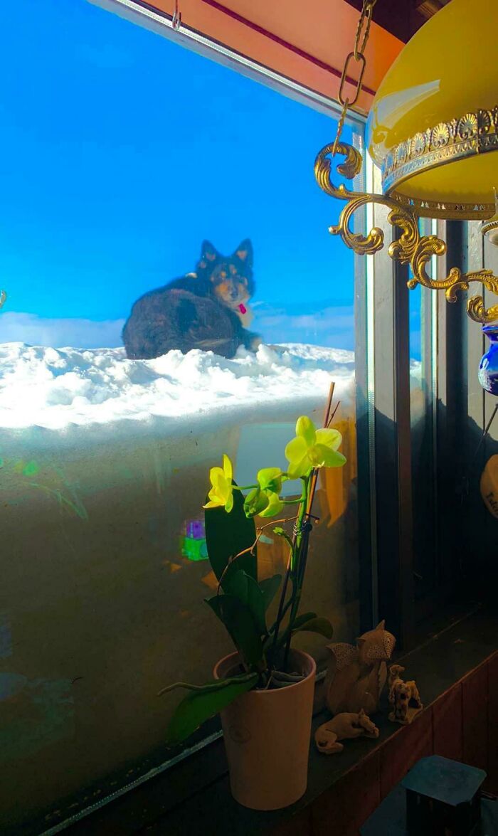 Perro en las nubes