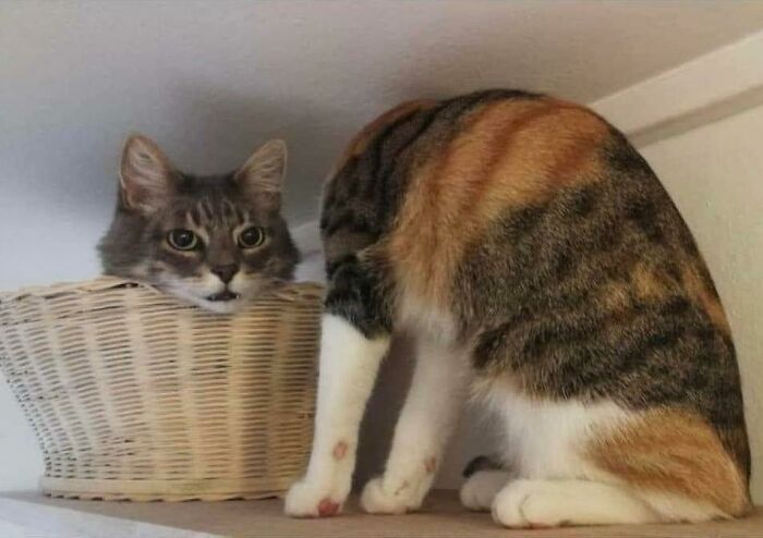 Gato decapitado