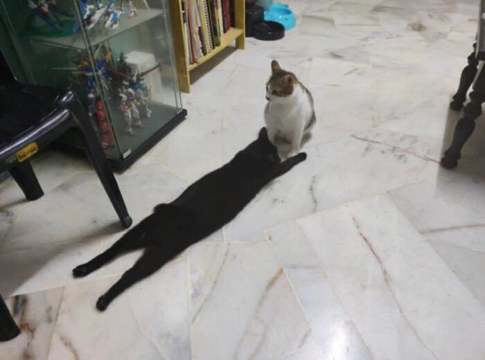 Gato