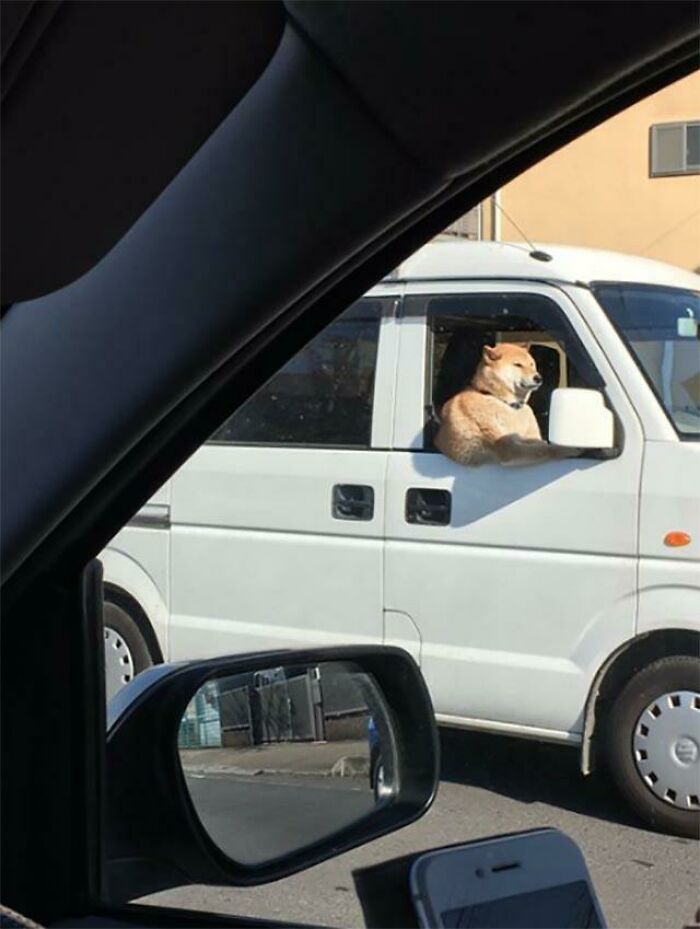 Este perro