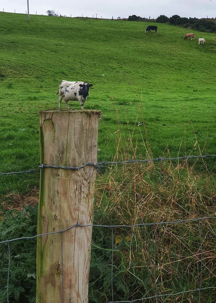 Qué vacas más pequeñas