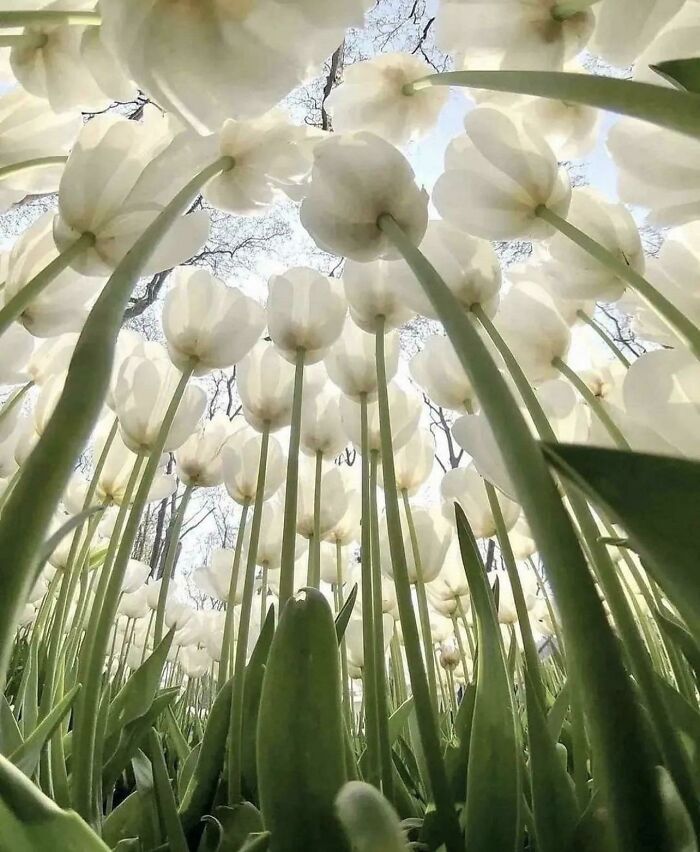 Vista del jardín trasero desde el nivel de un bicho