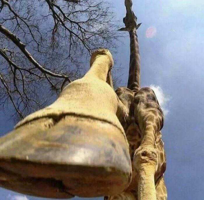 Jirafa desde abajo
