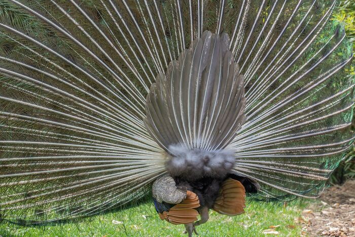 Pavo real desde atrás