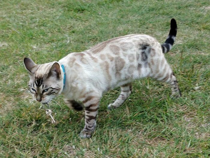 Mi gato ha vuelto de su paseo con las llaves de alguien en la boca