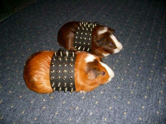 Porque necesitas hamsters metaleros en tu vida