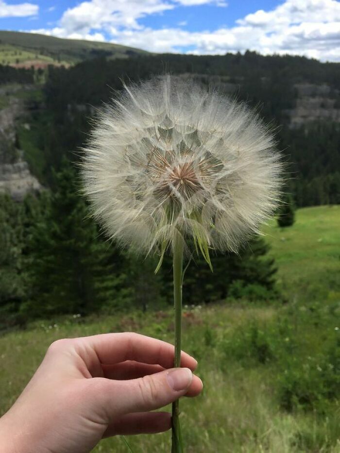 Diente de león gigante en Montana
