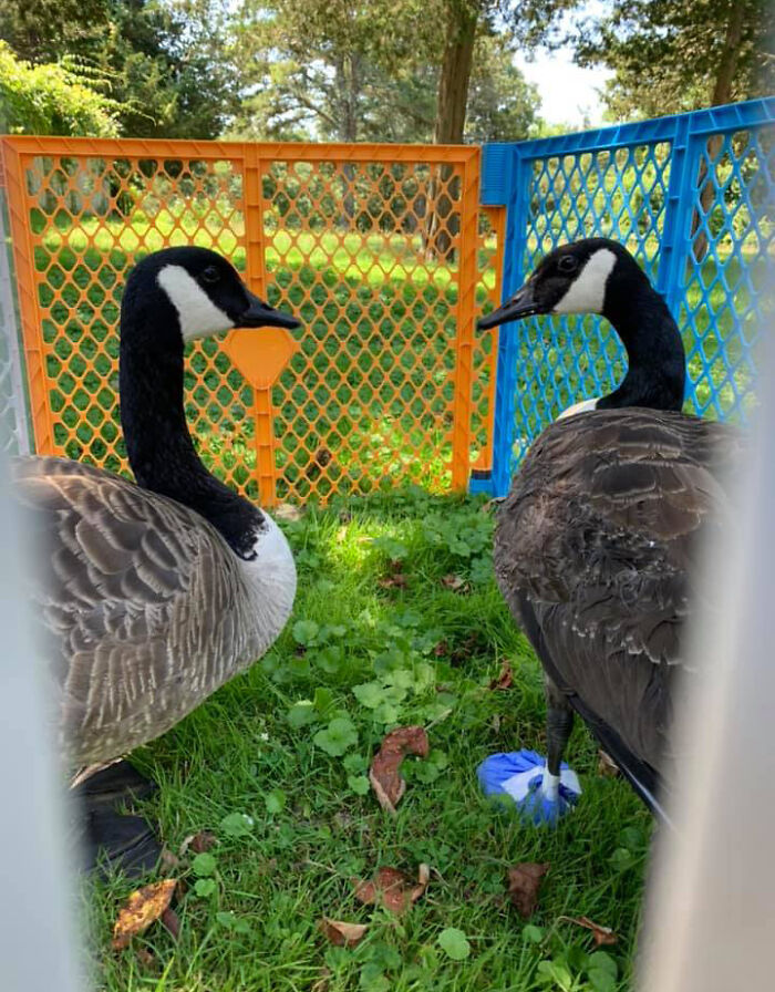Este ganso llamó a la puerta del centro veterinario donde estaban operando a su pareja, exigiendo verla
