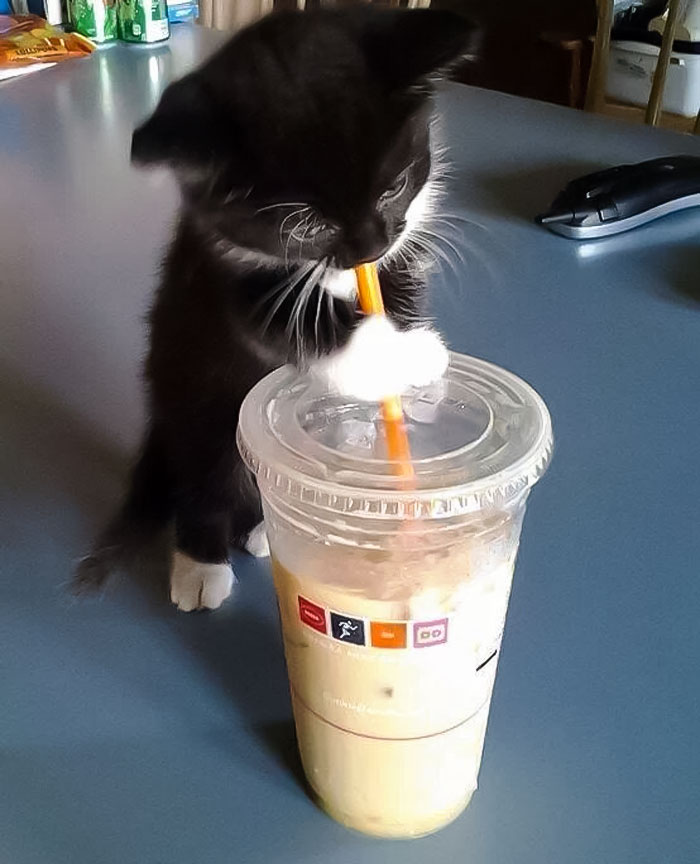 Gatito y café