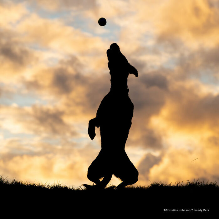 'Silueta jugando a la pelota' por Christine Johnson
