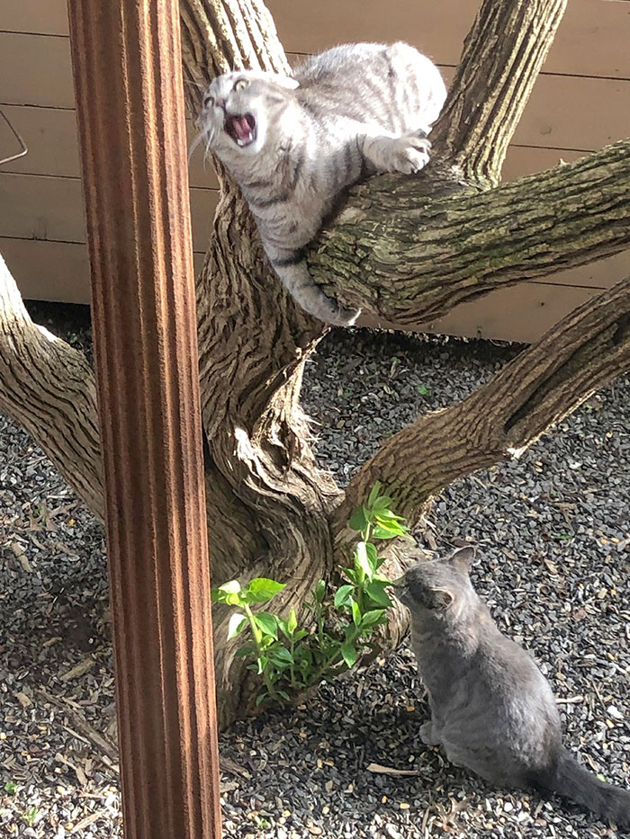 Ventana de la cocina de mis padres. No tienen gato