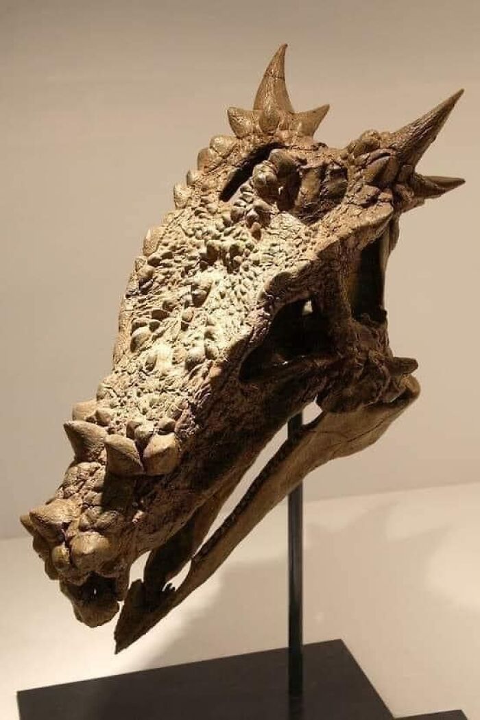 Dracorex Hogwartsia: este fósil es tan increíble que cuesta creer que sea real
