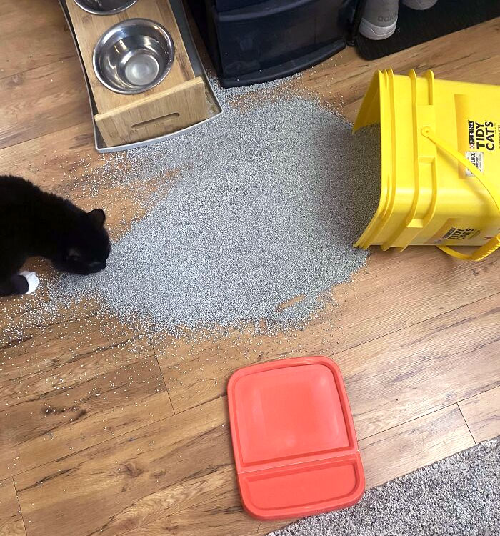 Tengo 30 minutos para recoger esto antes de que el gato se mee encima
