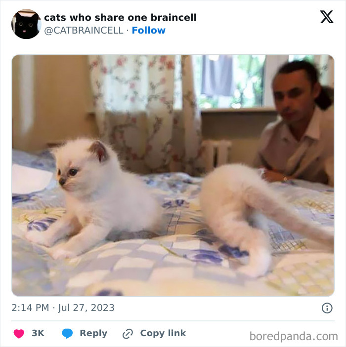 "Cats Who Share One Braincell": 50 Cats That Don't Seem Very Smart (New Pics)
