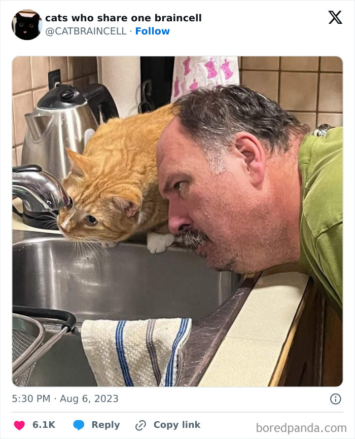 "Cats Who Share One Braincell": 50 Cats That Don't Seem Very Smart (New Pics)