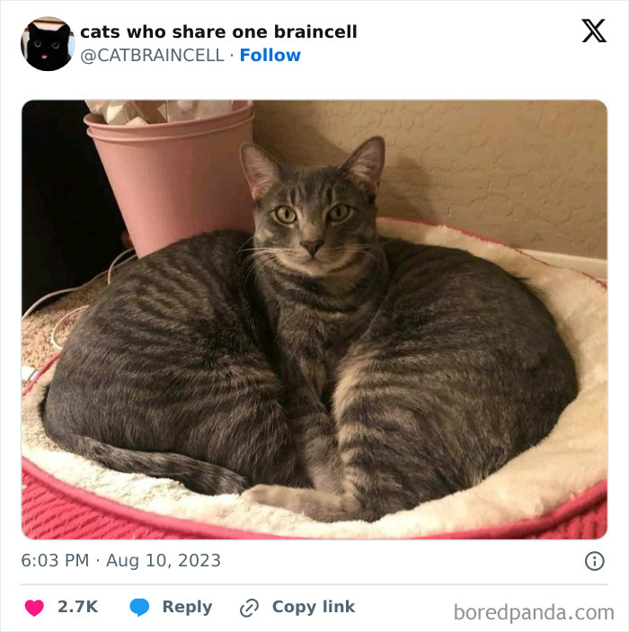 "Cats Who Share One Braincell": 50 Cats That Don't Seem Very Smart (New Pics)
