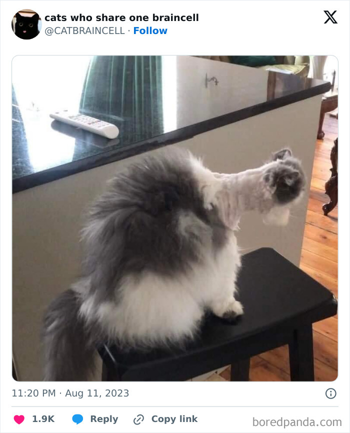 "Cats Who Share One Braincell": 50 Cats That Don't Seem Very Smart (New Pics)