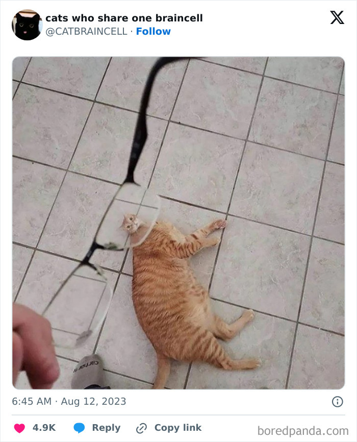 "Cats Who Share One Braincell": 50 Cats That Don't Seem Very Smart (New Pics)