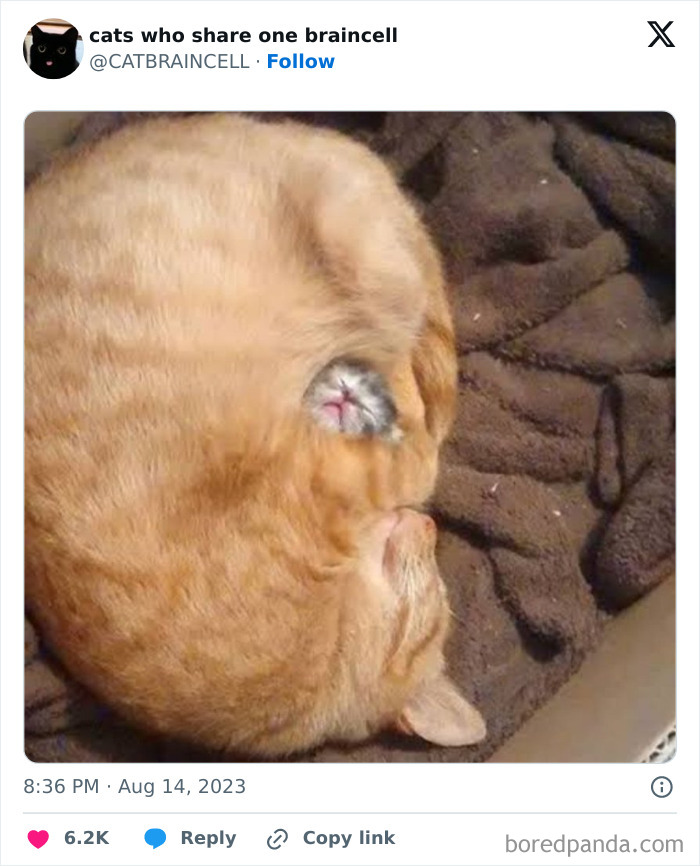 "Cats Who Share One Braincell": 50 Cats That Don't Seem Very Smart (New Pics)